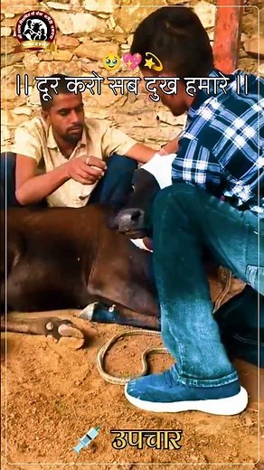 दूर करो सब दुख हमारे #goumata #cow #makrana #trending #trendingshorts #shorts #viral #viralvideo