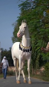 Stallion Doller | Beant Tulewal