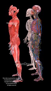 Todos los sistemas del cuerpo humano | Anatomía masculina ♂️✨ . . El cuerpo humano está formado por sistemas interconectados: 1. **Circulación**: Transporta sangre, oxígeno y nutrientes. 2. **Respiración**: Facilita la respiración y el intercambio de gases. 3. **Sistema digestivo**: digiere los alimentos y absorbe los nutrientes. 4. **Sistema nervioso**: Controla las funciones corporales y procesa la información sensorial. 5. **Sistema musculoesquelético**: apoya la estructura y el movimiento. 6
