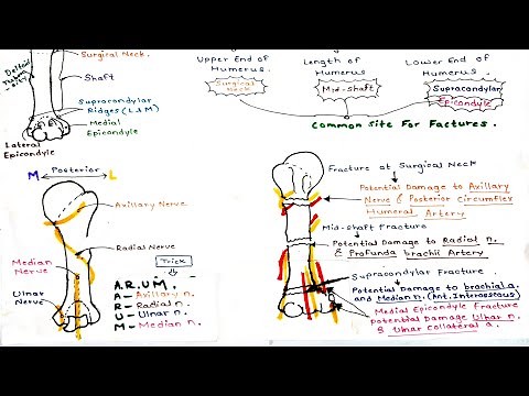 Common Sites of Humerus fractures | Medical Minion | #Humerus #Humerusfracture #MedicalMinion