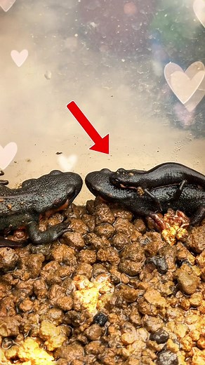 アカハライモリの赤ちゃんを育てる方法