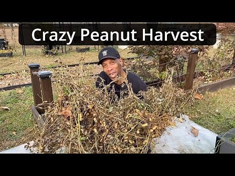 when to Harvest Peanuts!