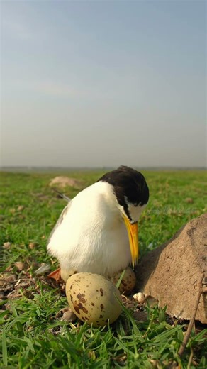 Little Tern Incubating Egg to Hatch Baby 🐦❤️🥚✨ #WildlifeShorts #BirdNesting #NatureMoments #Love