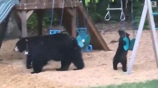 Bears have a ball on backyard swing set
