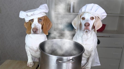 Chef Dogs Maymo & Potpie Cook Up Their Favorite Soup Recipes