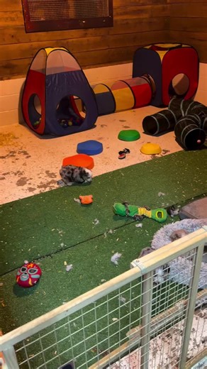 Adorable Australian Shepherd Puppies Playing