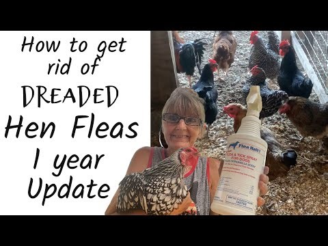 How to Get Rid of Hen Fleas Stick Tight Fleas My 1 Year Update