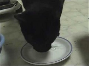 Pooping cat is EXTREMELY LOUD *Reuploaded*