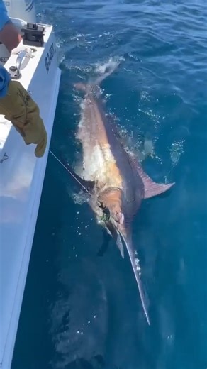 Bazaruto, Mozambique - Aladdin released a Black Marlin. | Marlin Billfish