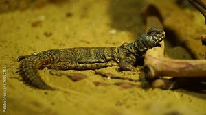 Video of lizard in terrarium