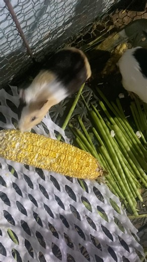 Mouse cute #music #dj #electronicmusic #housemusic #edm #animals #ihavethisthingwithplants #fish