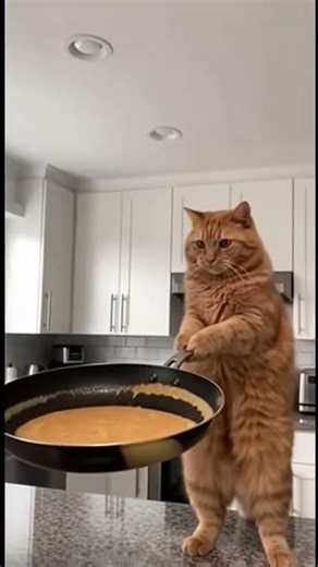 Never let your cat into the kitchen!