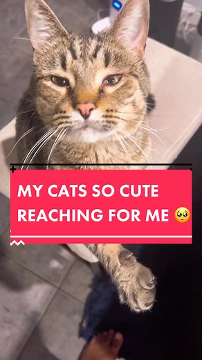 Caring for a Cat with Allergies: Using Eye Drops Safely