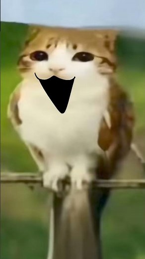 owl cat meme animation