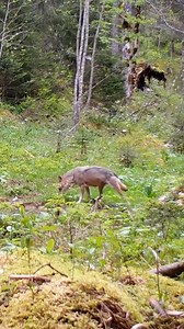 L’un de mes plus beaux tournages 🐺❤️ | Le grand jd