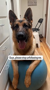 Follow Beowulf to see more of his agility course practice on a budget. 😆 #agility #gsd #winter | Be Like Wulf GSD