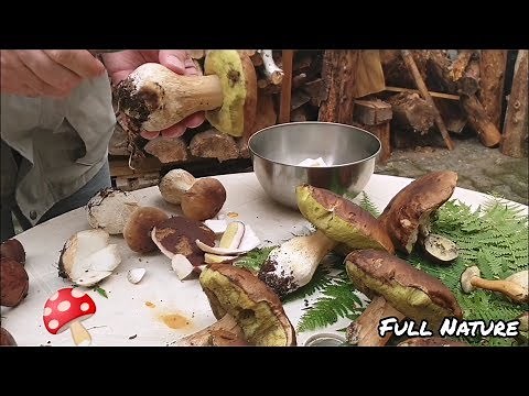 NETTOYAGE DES CHAMPIGNONS CÈPES et BOLETS