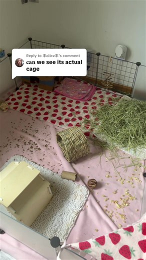 Exploring the Perfect Guinea Pig Cage Tour