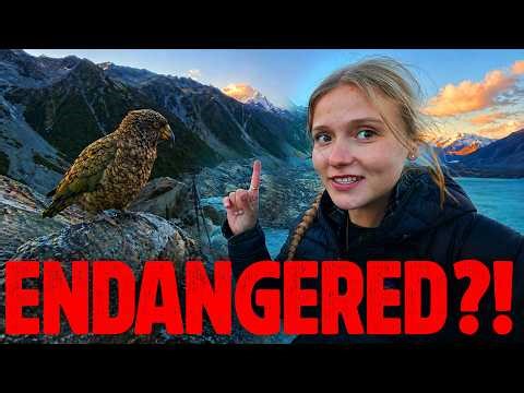 We Found ENDANGERED Kea on the Road to Mt Cook | New Zealand Motorcycle Tour