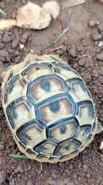 The smallest turtle I’ve ever seen