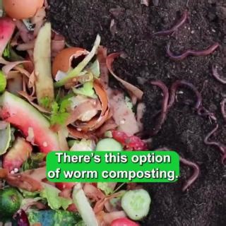 Worm composting: nature’s tiny recyclers! 🪱 Turn food scraps into rich compost with the help of worms. Learn more: calrecycle.ca.gov/organics/worms/ | CalRecycle
