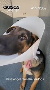 63 reactions · 170 shares | Rescued  A5572869 ✰ KIARA -8/15/23-...