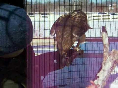 Hawk Training with positive reinforcement techniques and no restraint