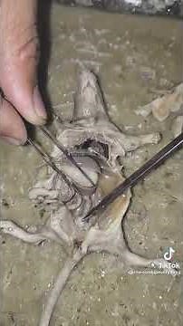 INTERNAL STRUCTURE OF MOUSE