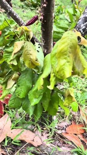 Estos árboles de CACAO ya no daban ni para sostenerlos 😬😕 #agro
