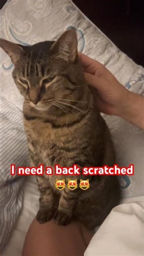 Cat getting back scratched about to sleep 😸#mycat #cutetabbycat #watchmenow #trendingvideos #pets