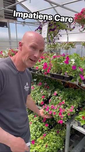 What Happens if Impatiens Get Too Much Shade?