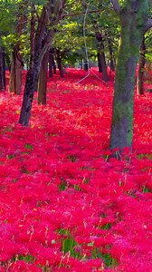 6.8K views · 277 reactions | “Red spider Lily” ❤️ Higanbana About 5...