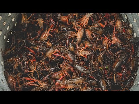 Using Crawfish Pillow Traps for Catch and Cook Crawfish Boil | Louisiana Crawfish Boil Recipe