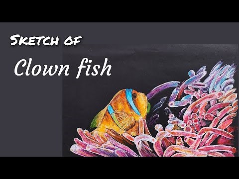 sketch and draw of Clown fish (by kerrin winona) | How to draw Clown fish