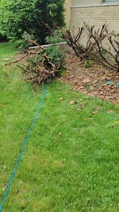 It took 40 MINUTES to remove one shrub. The rest of these are getting stump ground for sure. Normally we can remove shrubs in 90 sec. #shrubremoval #landscaping | Keith Kalfas