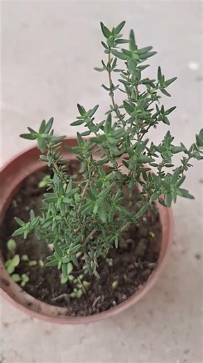 ‪@-earth.plants-animals‬ Satureja Montana herba,winter savory,trumëza(bar)🌱🍃🌱