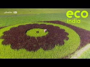 Eco India: Meet the farmers who are preserving India's heirloom rice varieties one seed at a time