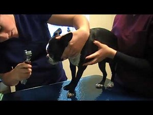 15 Physical Exam - Dog