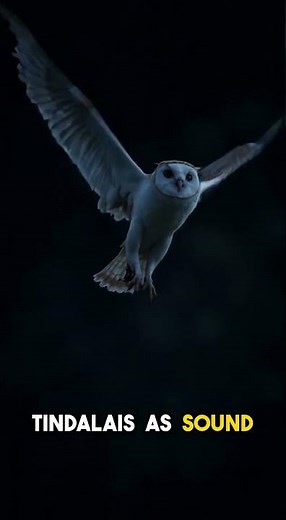 Barn Owls Strike In Total Darkness - Here Is How They Do It