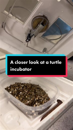 Inside the Turtle Incubator: A Closer Look