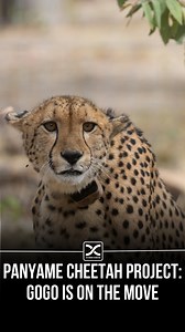 The Panyame Cheetah Project is a range expansion project not just a cheetah relocation project. This goal has shaped how we react when one of our cheetahs tests boundaries. Gogo has really pushed those limits and we are letting her. Let’s see what happens. #cheetahconservation #cheetahconservationfund #cheetahs #wildlifeconservation #cheetahrelocation | The Origins Foundation