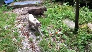 3K views · 358 reactions | Cesare in oasi. Un fulmine! ⚡️⚡️⚡️⚡️藍...