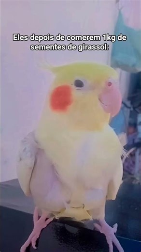 1kg de sementes ksksks #birds #petsfofinhos #calopsita #pets #parrot #cute #memes #funny #cockatiel
