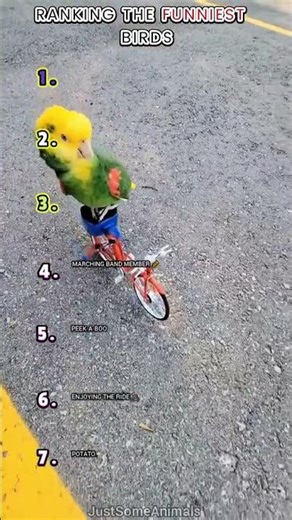 RANKING THE FUNNIEST BIRDS