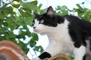 How to Get a Cat off of a Roof (8 Different Tips and Advice) - Bela Pets