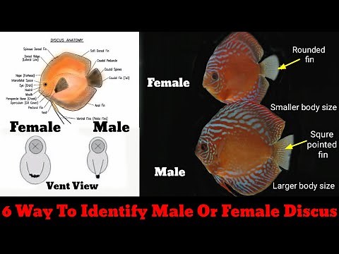 6 Way To Identify Male Or Female Discus