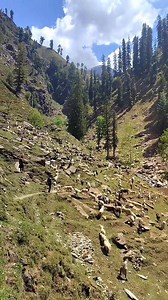359K views · 31K reactions | Beautiful sheeps and goat | Beautiful mountain path | Facebook