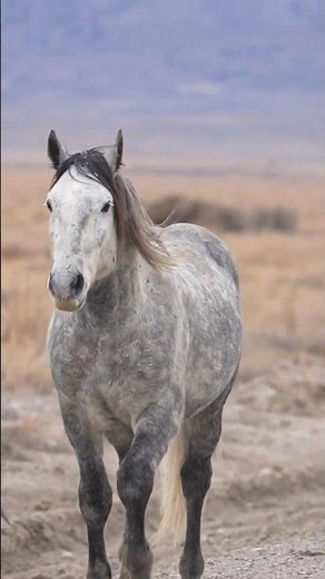 The truth about horses