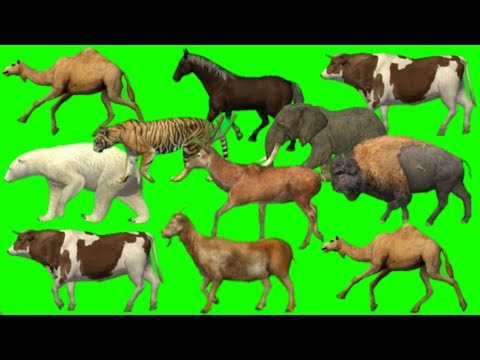 Animals stampede green screen | Zoo animals green screen | Green screen animal | Animals stampede