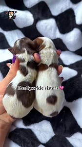So Cute Parti Yorkie Puppies #yorkie #yorkshireterrier #yorkiepuppies #yorkielove #yorkieoftheday #yorkiepuppy #yorkielife #yorkieoftheday #yorkielovers #yorkies | I Love Yorkshire Terrier